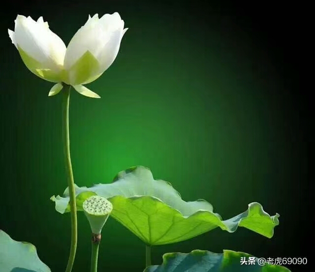 金井书画,金井书画院