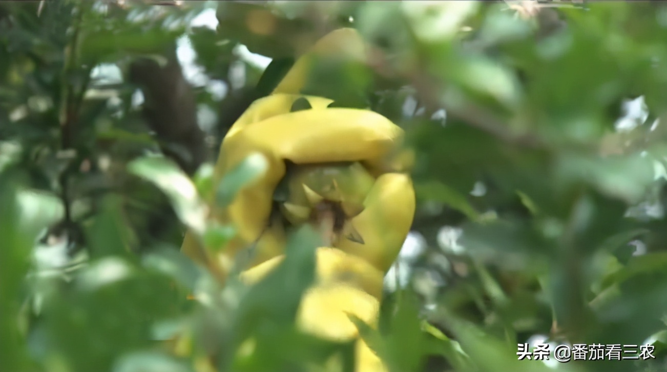 石榴防钻心虫,石榴钻心虫防治最佳时间