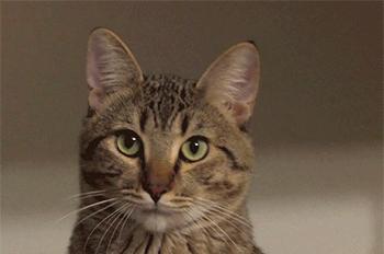 瀹犵埍鍥介檯鍔ㄧ墿鍖婚櫌闄㈣,瀹犵埍鍥介檯鍔ㄧ墿鍖婚櫌浣撳唴椹辫櫕