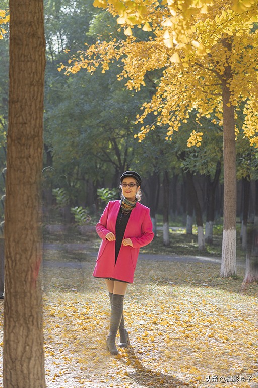 北京看银杏树林最好的地方,丰台区银杏林地址