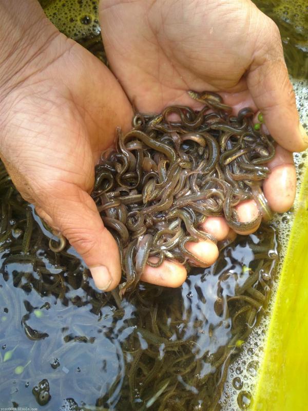 农业养殖致富项目泥鳅,水产养殖泥鳅能赚大钱