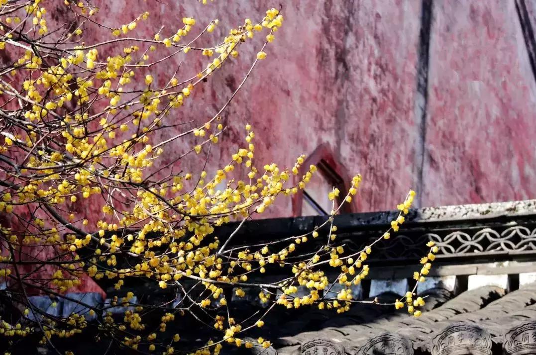 香雪海什么时候开放,香雪海惊艳了多少人