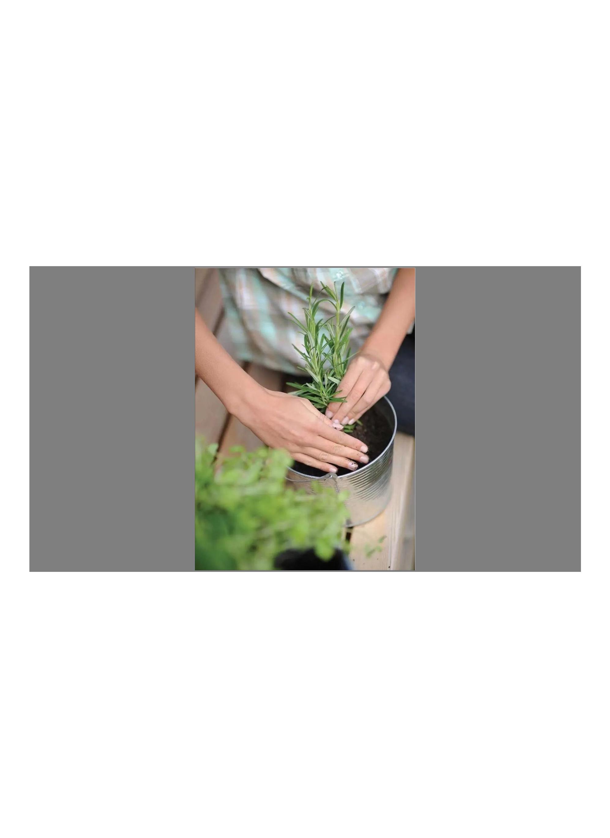 绿植养护植物死了怎么办,绿植为什么在家里养就死了