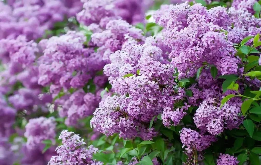 世界各国的国花集锦惊艳,世界各国国花大全