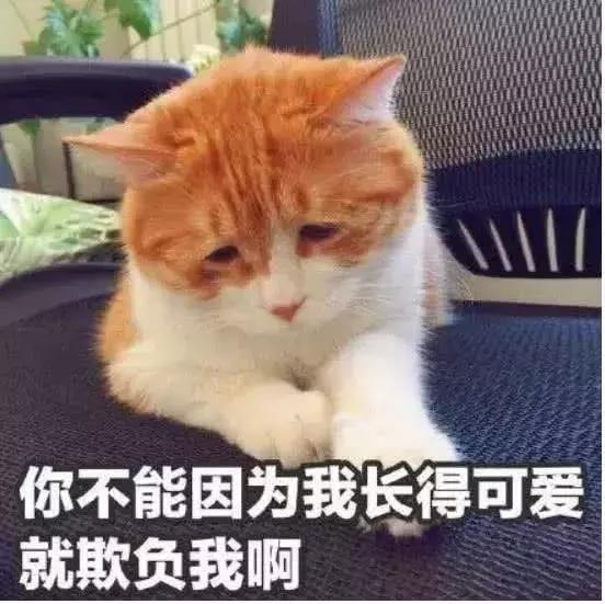 我竟然撸了9年的假猫?