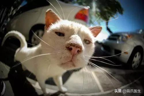 猫咪黑下巴毛囊炎的终极解决办法,猫咪有毛囊炎胡须还能长出来吗
