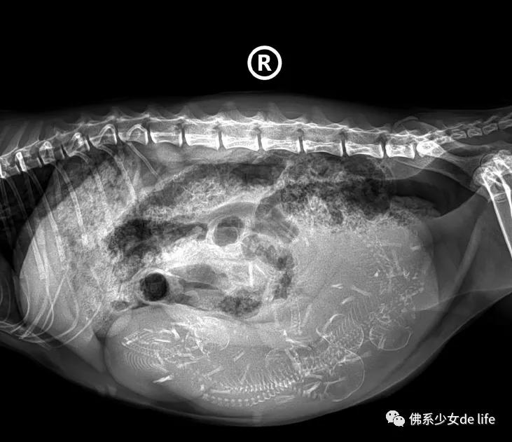 铲屎官日记猫主子的日常,猫咪成长日记铲屎官的乐趣