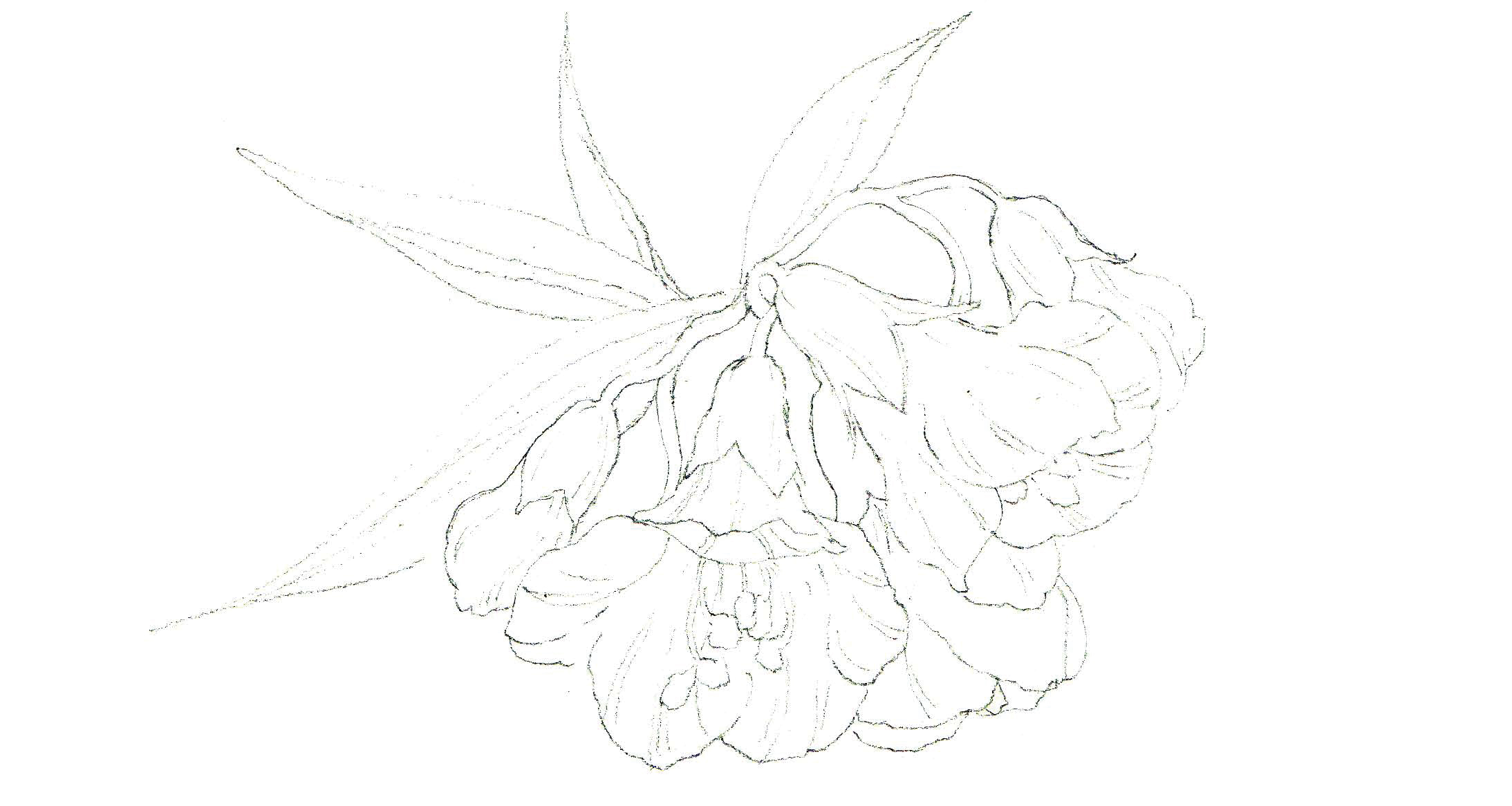 清爽又干净的水彩花卉手绘,学习水彩花卉画法步骤