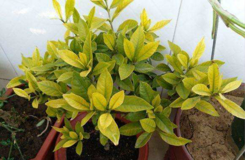 铁树叶子冬天冻发黄干枯如何补救,冬天月季花叶子发黄脱落怎么补救