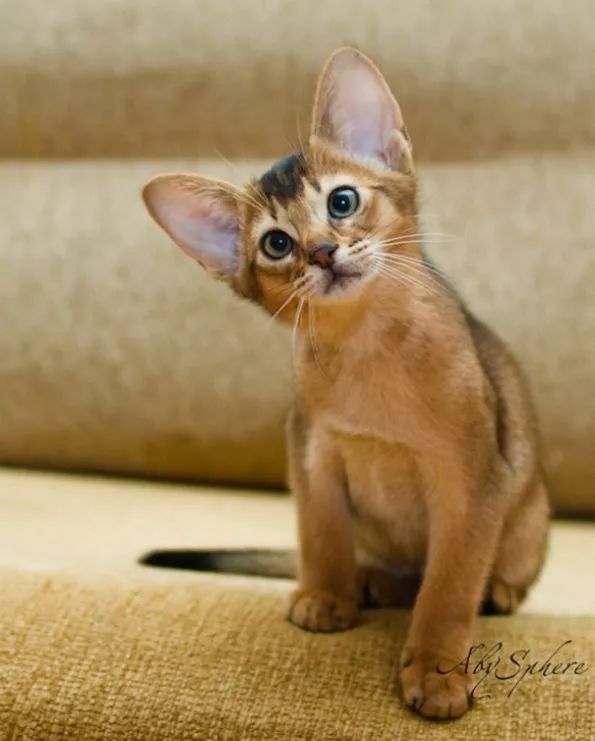 贵族阿比西尼亚猫,神秘的波斯猫