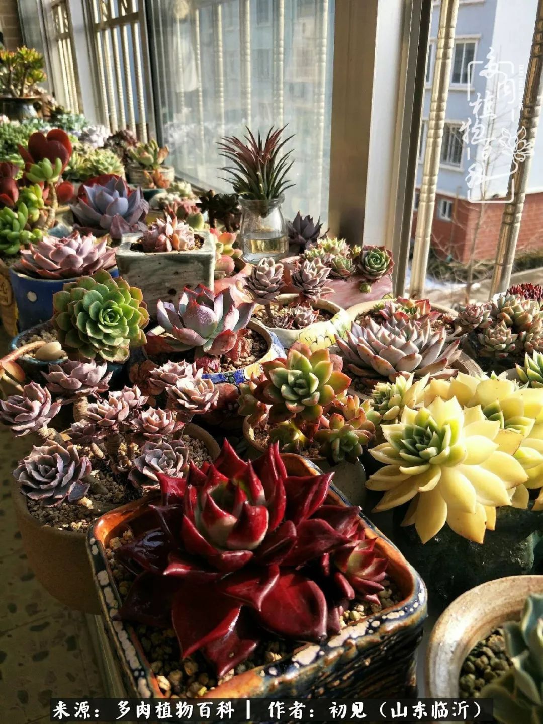 四季颜值在线的多肉,多肉的每一天