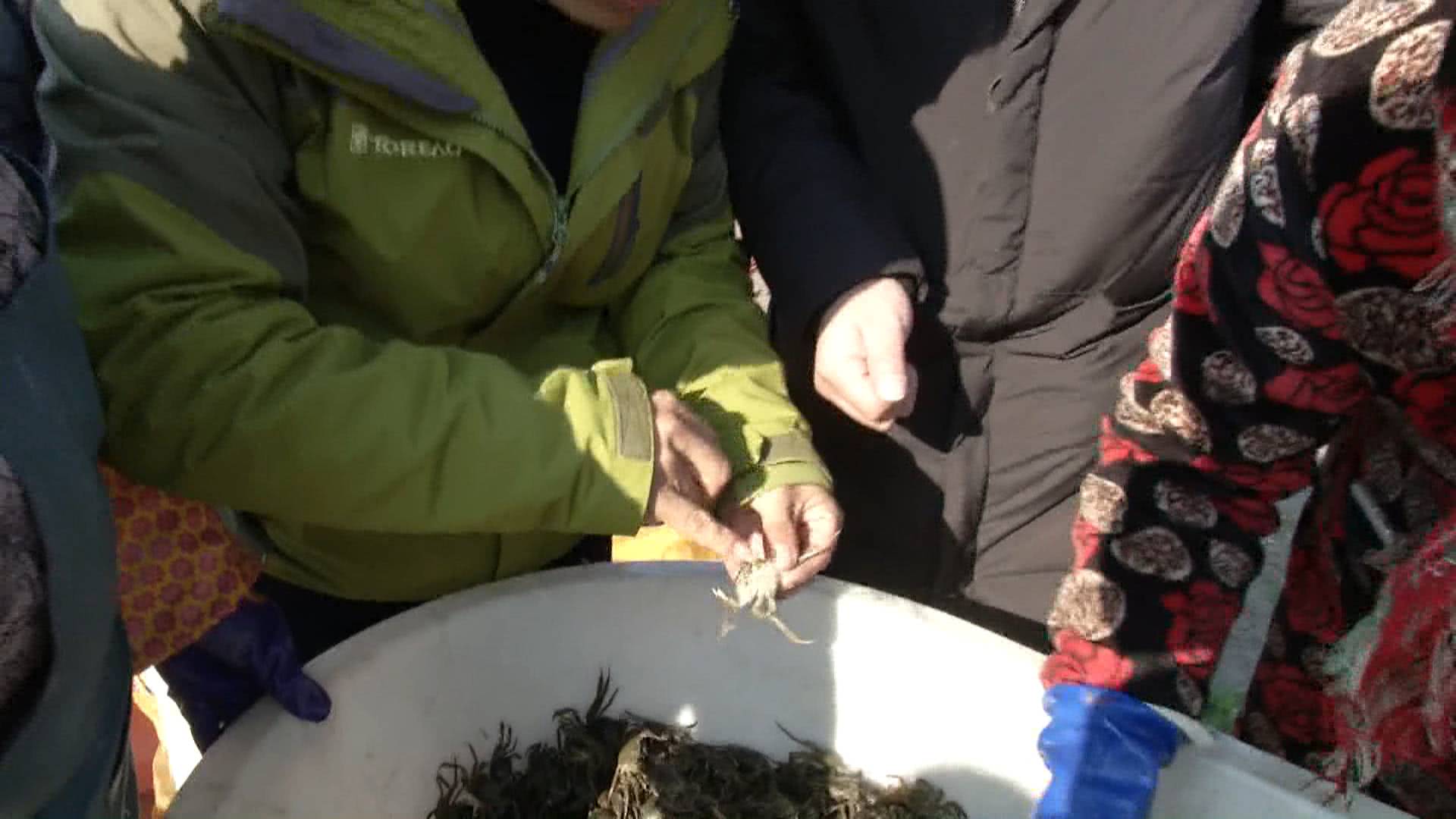 湖北蟹农驱车13小时进苏买蟹苗，见识亩产18万元精养塘，最贵卖到9400元一只