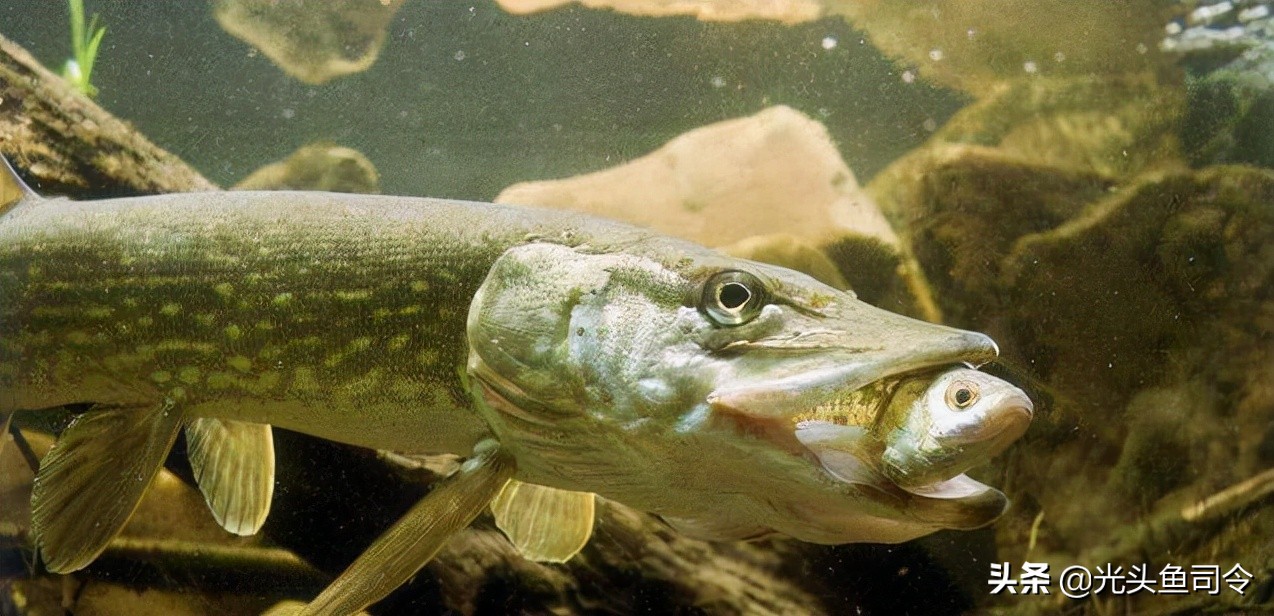 狗鱼的寿命,狗鱼寿命一般多少年