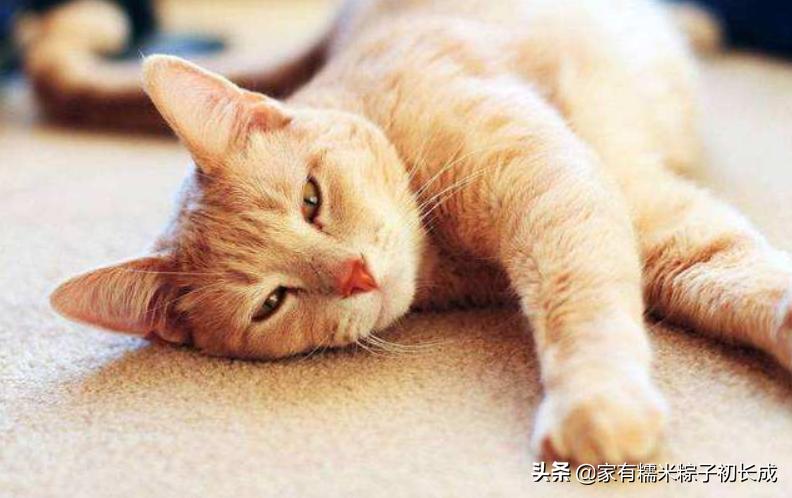 猫咪猫癣为什么反反复复,猫咪猫癣越来越多怎么处理