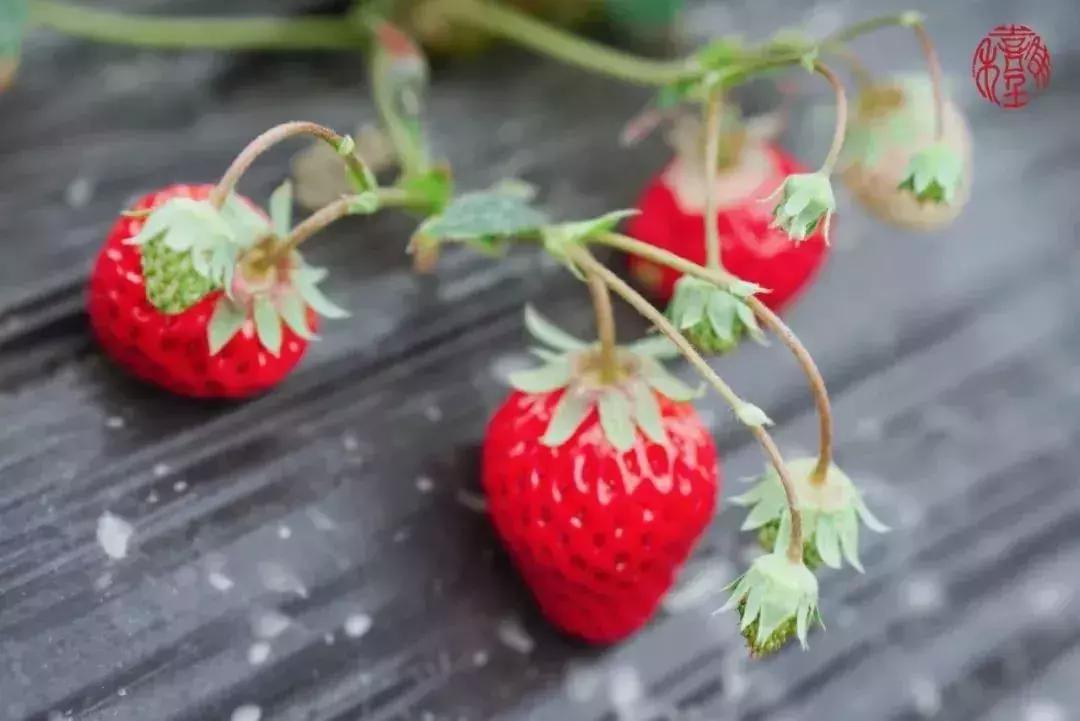 苏州通安的特色,苏州通安有什么美食