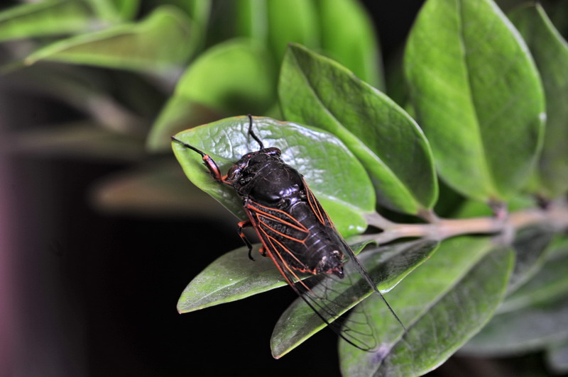 金蝉在黑暗中蛰伏多年,金蝉的一生要经历多少阶段