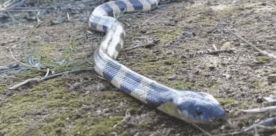 金环蛇是不是比银环蛇稀有,金环蛇到底有多可怕
