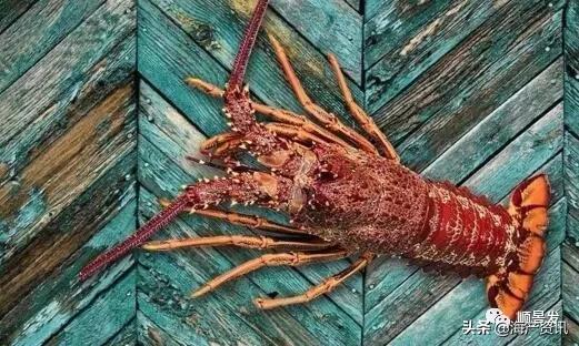 各国海鲜大盘点,今年过年最值得入手的海鲜