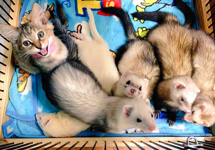 猫也会被带歪!跟着雪貂混日子,流浪猫都活成了“貂样”