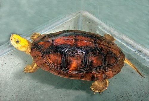 匠志萌宠乐园教学,匠志萌宠