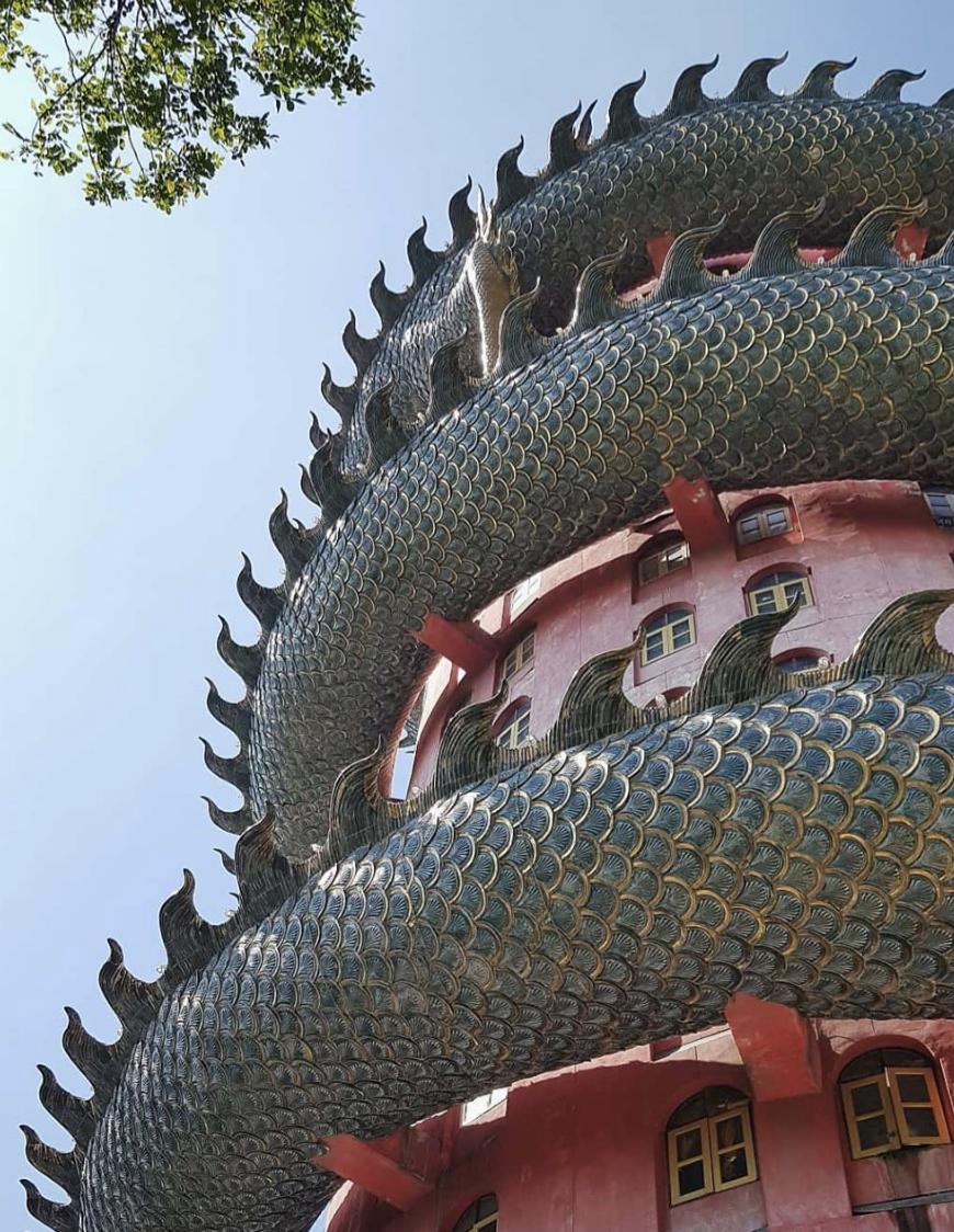 看了就想养的宠物,看了就想养宠物的视频