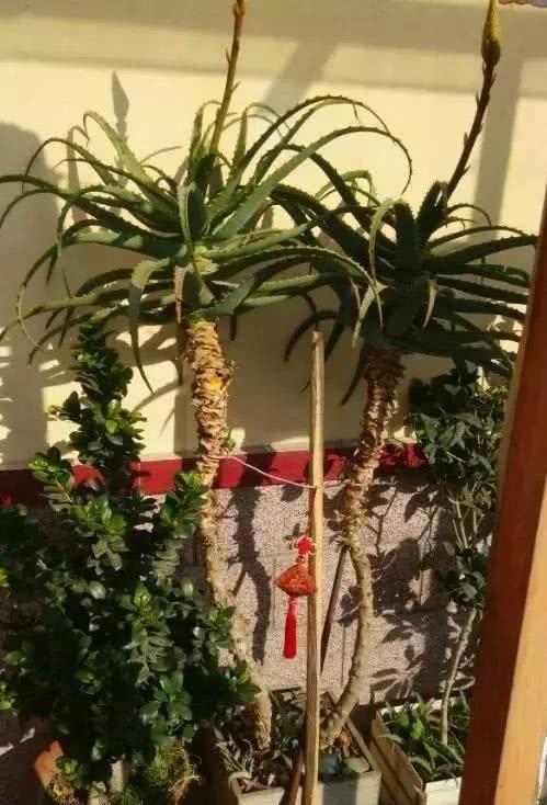 芦荟养10年,芦荟养护和成长变化