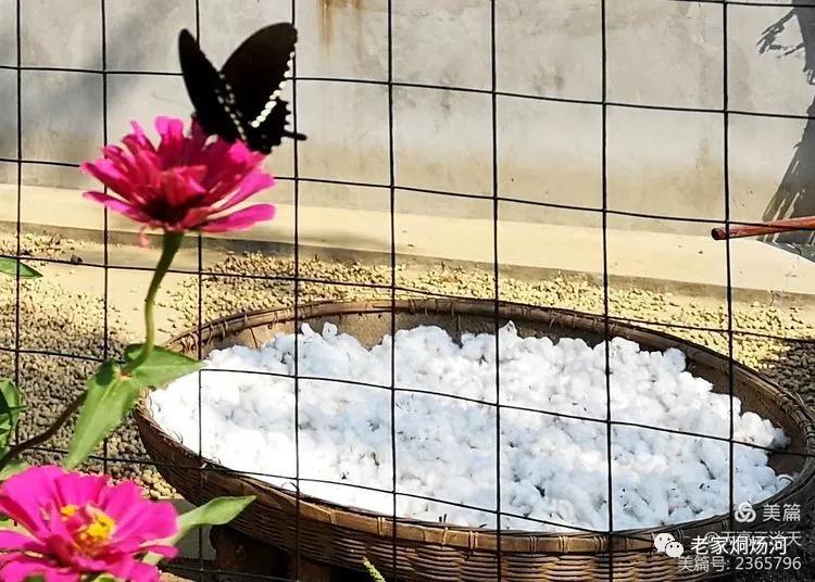 巢湖风：平凡人不平凡的事——记烔炀河塘稍村人许寿东