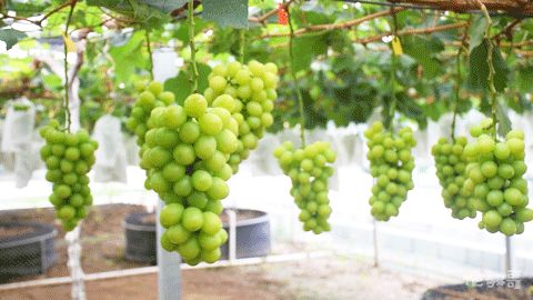 喝一口都是满满的维c,夏日来上一杯冰镇无醇葡萄汁