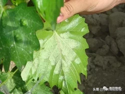 葡萄毛毡病怎么补救,葡萄毛毡病施用什么药剂