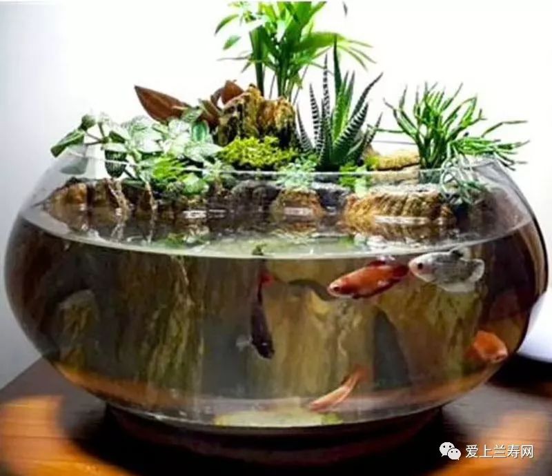 鱼缸五十种鱼,家庭鱼缸养什么鱼更容易存活