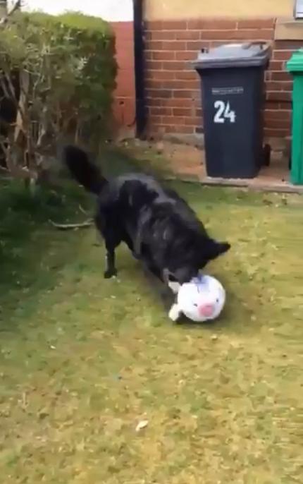 霸道狗狗不让他工作，不陪踢足球别想走！工作还能撸狗好幸福