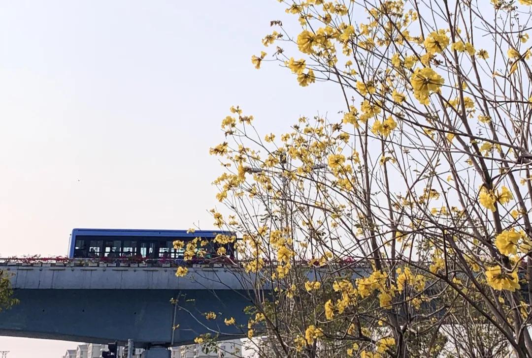 *光春**正好,快来搭乘开往春天的brt~