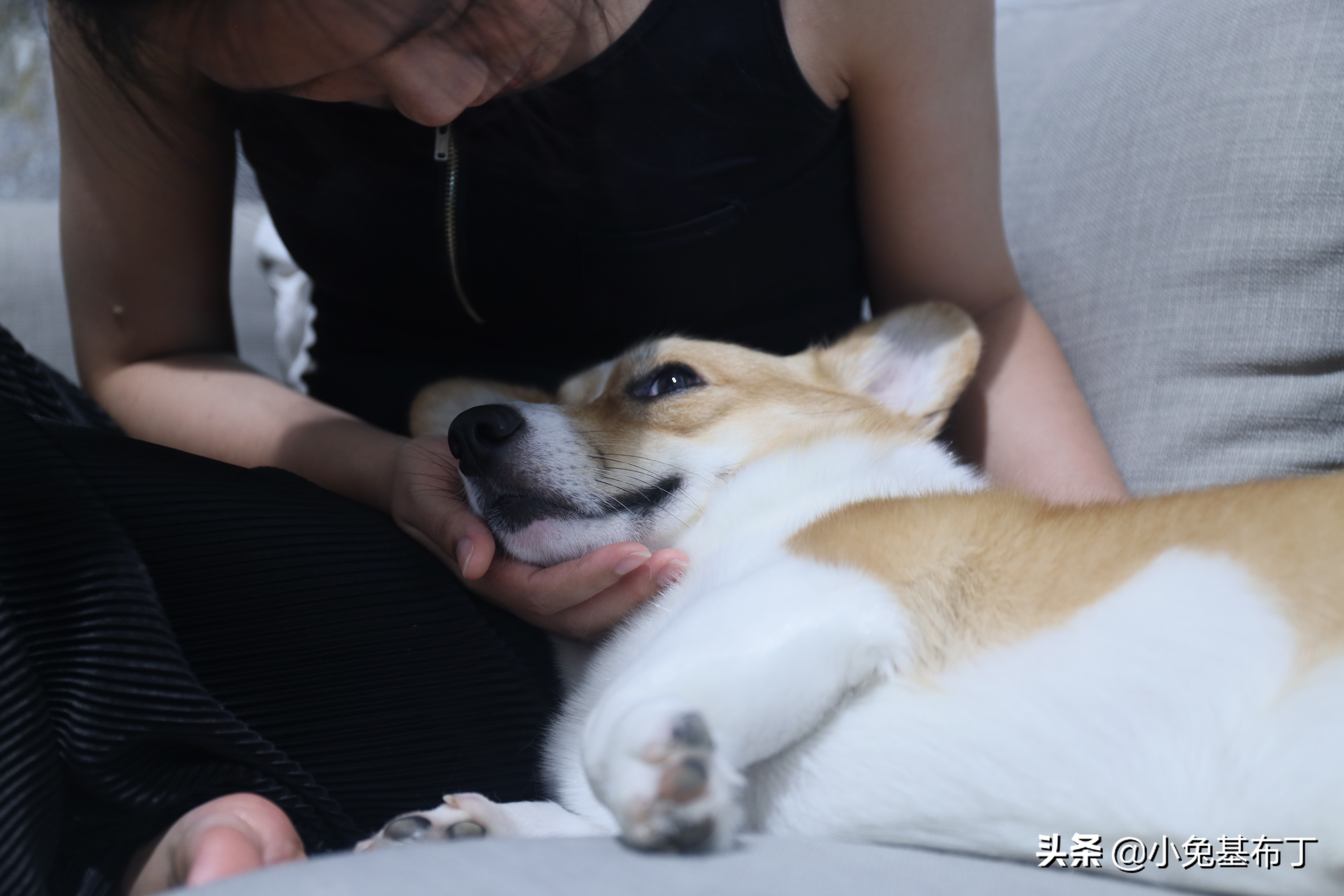 狗狗挑食每天吃一点点狗粮怎么办,狗狗老是不喝水怎么办