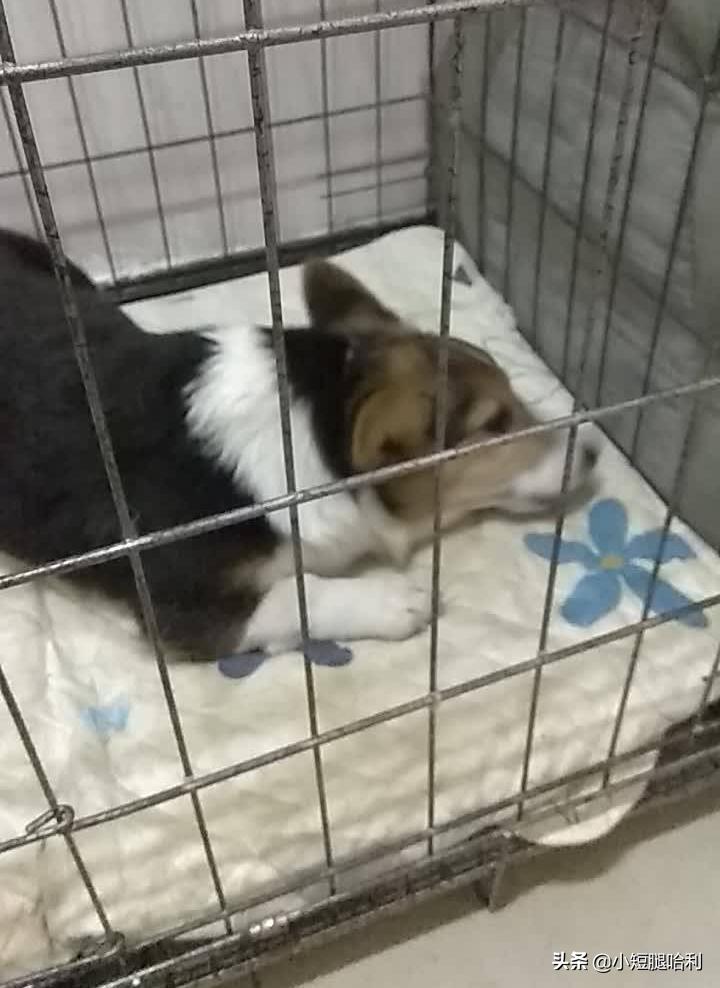 狗舍怎么养柯基,新手养狗适合养柯基吗