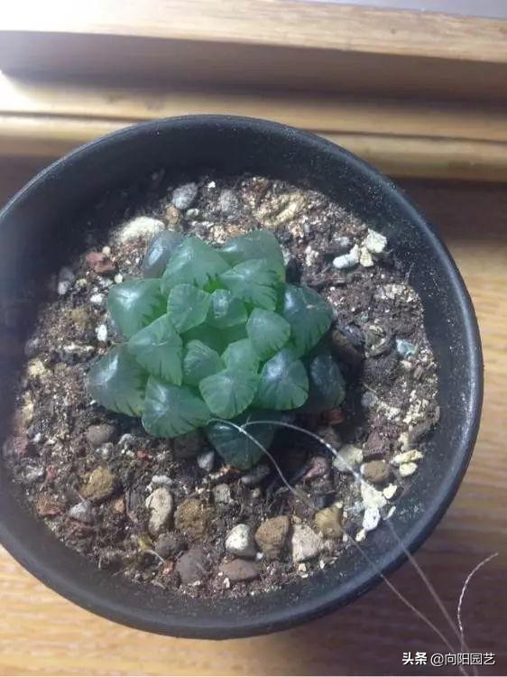 玉露疯长可以砍头吗,玉露徒长了怎么砍