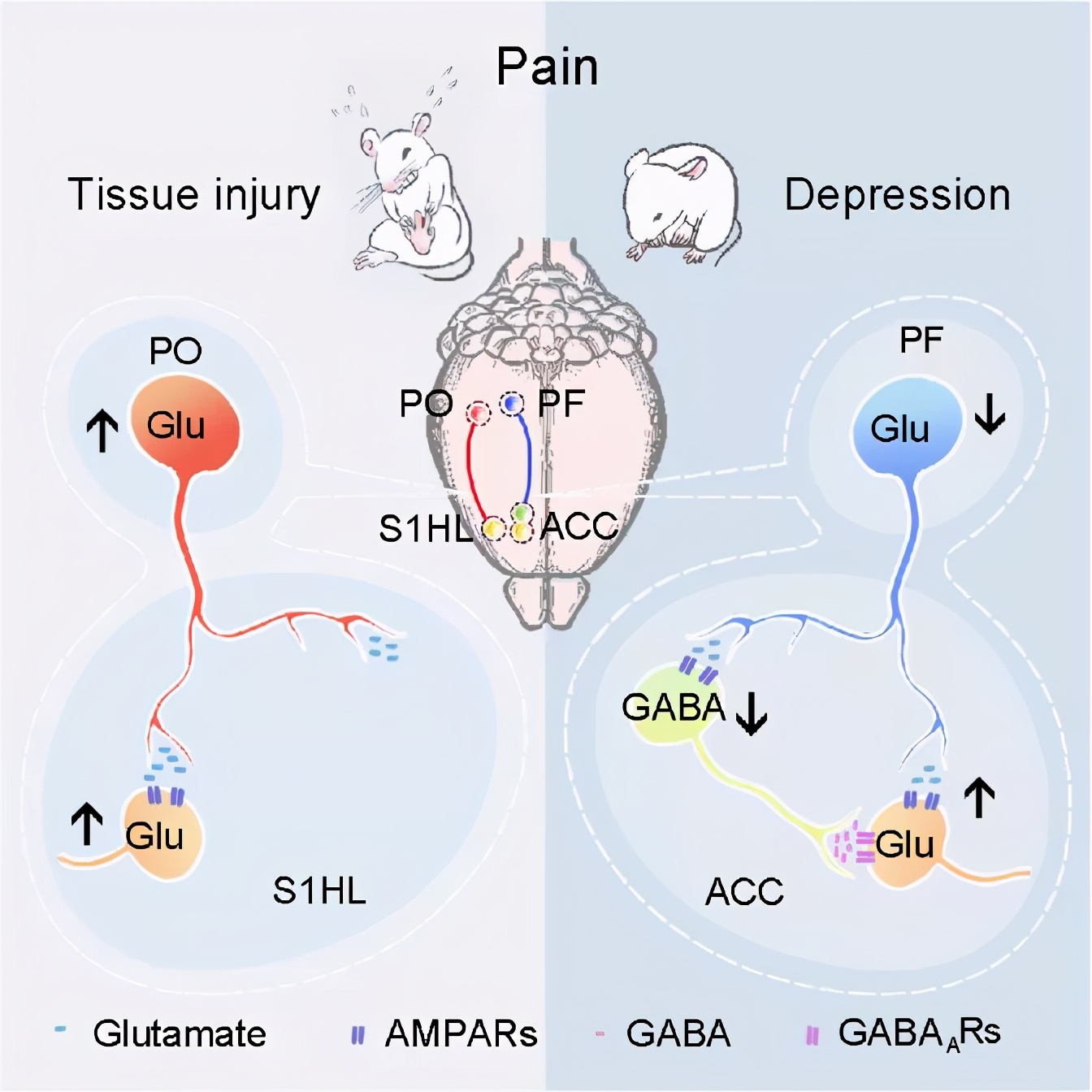 连发两篇！中科大张智组在疼痛—抑郁的神经环路方面取得重要进展