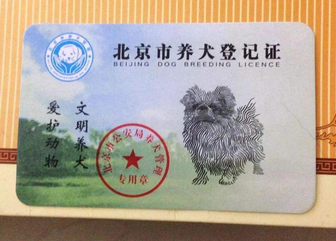 不办狗证狗被抓,不办狗证的狗被抓走会怎样