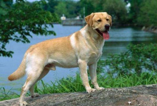 爱犬正在老去，冠能为您拦下时间带来的伤害