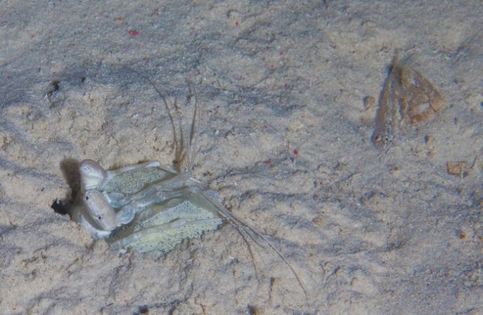 海底你不知道的东西,海底世界东海龙宫