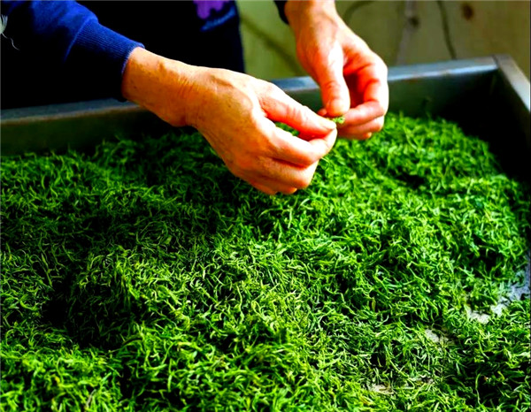 有香茶、有田园、有文化，乌当新场有块“养心”之地