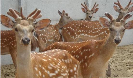 鹿茸补肾炖汤的做法大全家常,鹿茸炖汤注意什么