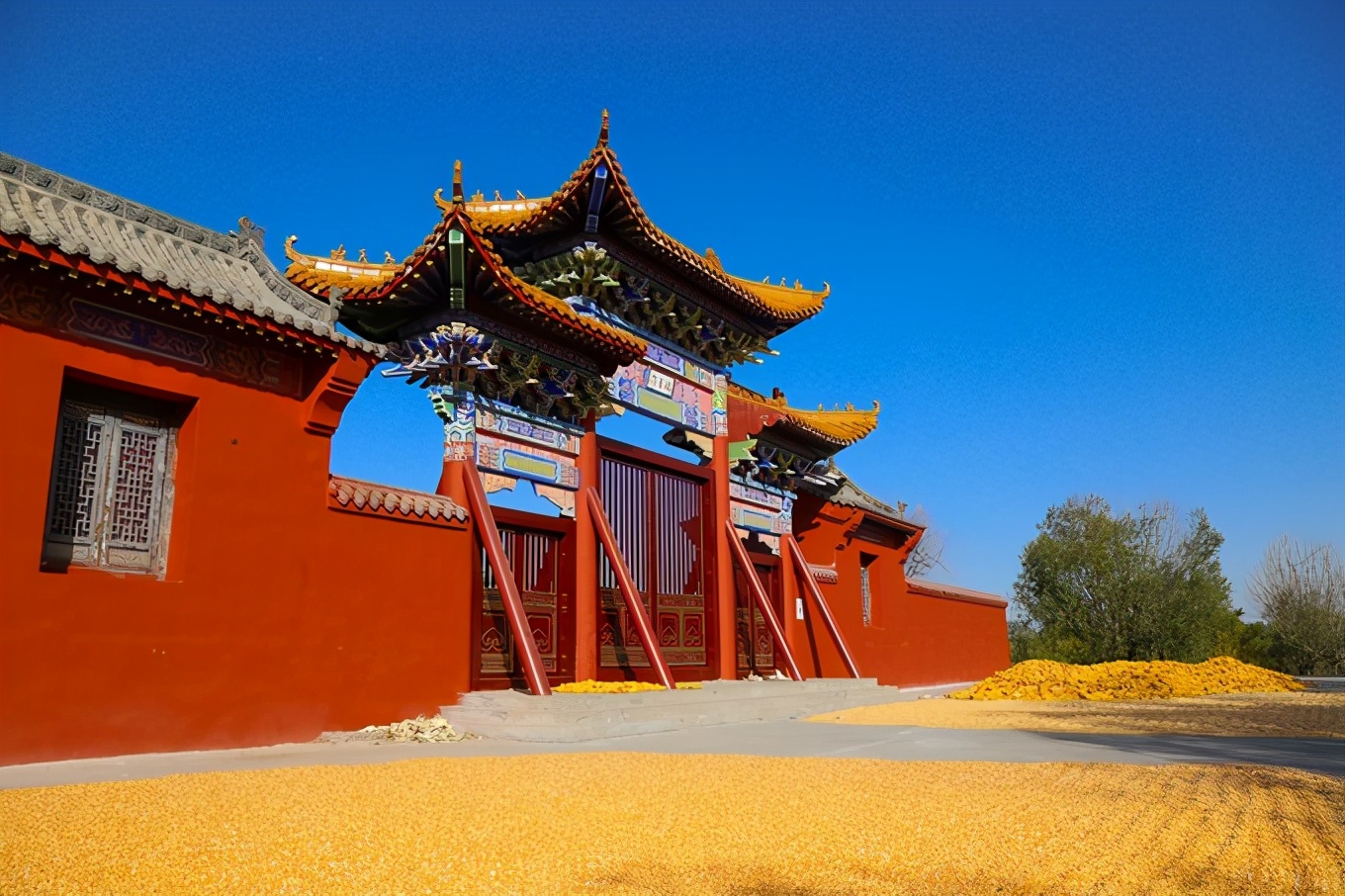 滨州有冬枣吗,产自哪里的冬枣最好吃