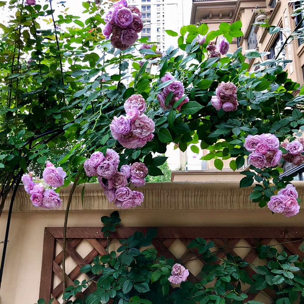 无刺四季开花藤本月季品种有哪些,耐热又耐寒的藤本月季有哪些品种