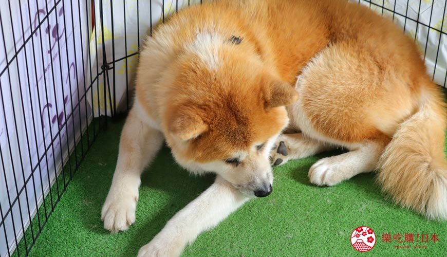 秋田市旅游,秋田一日游最佳去处