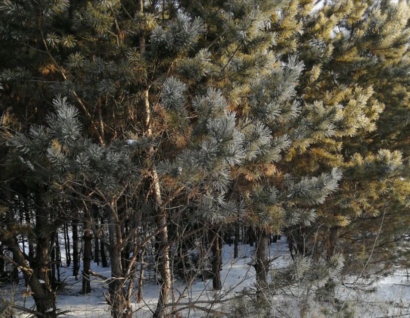 吉林市最冷的景点,吉林省冬季自然景观