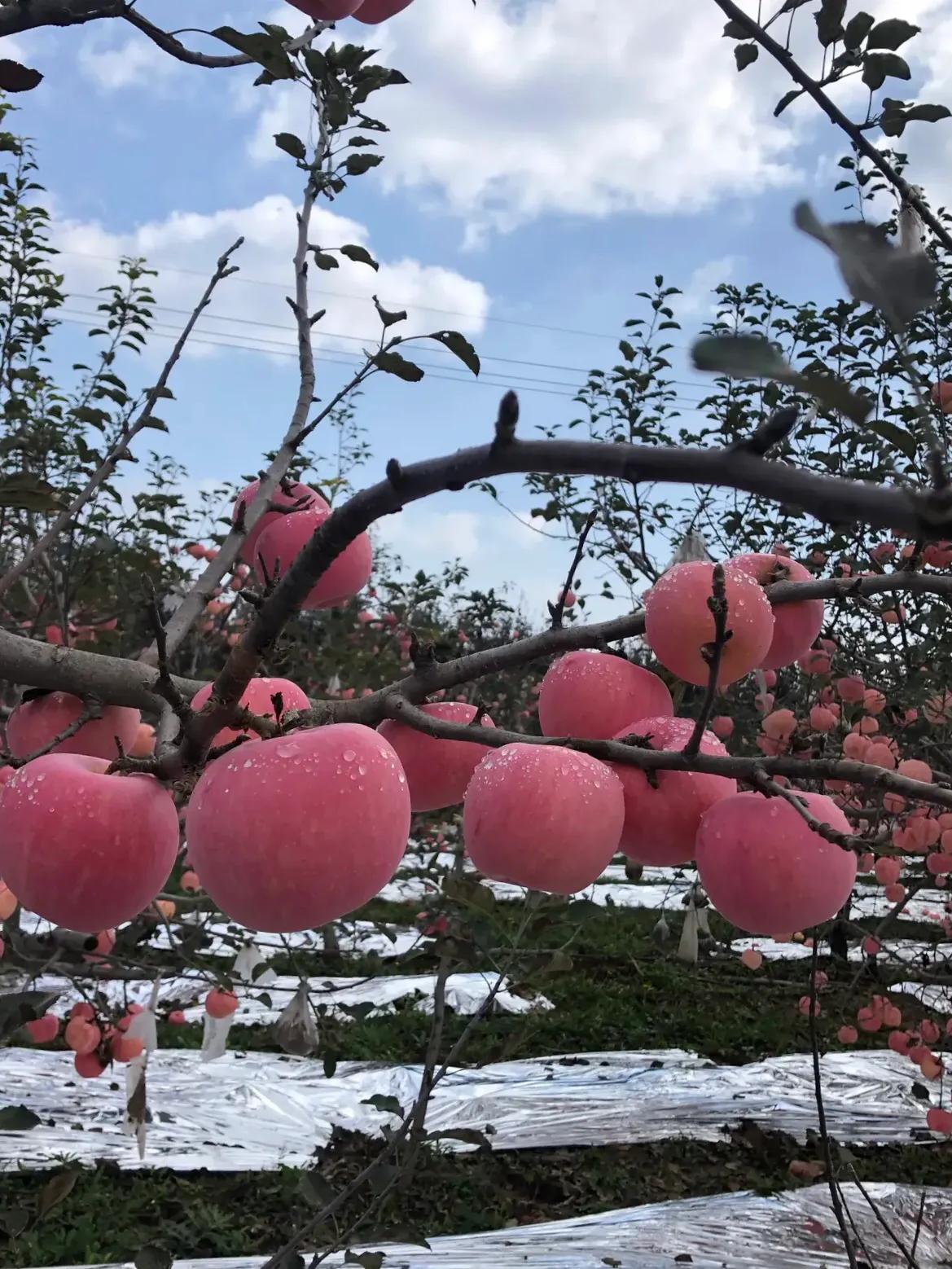 高考散文阅读讲解视频,散文阅读核心知识图