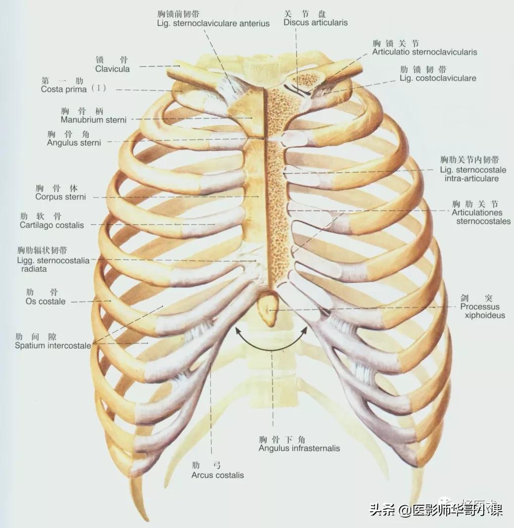 韧带解剖解说视频,韧带解剖图大全书