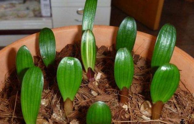 君子兰小苗新叶枯萎怎么办,君子兰小苗根部全枯萎怎么补救