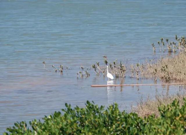深圳花海公园地址在哪里,深圳中心河公园花海