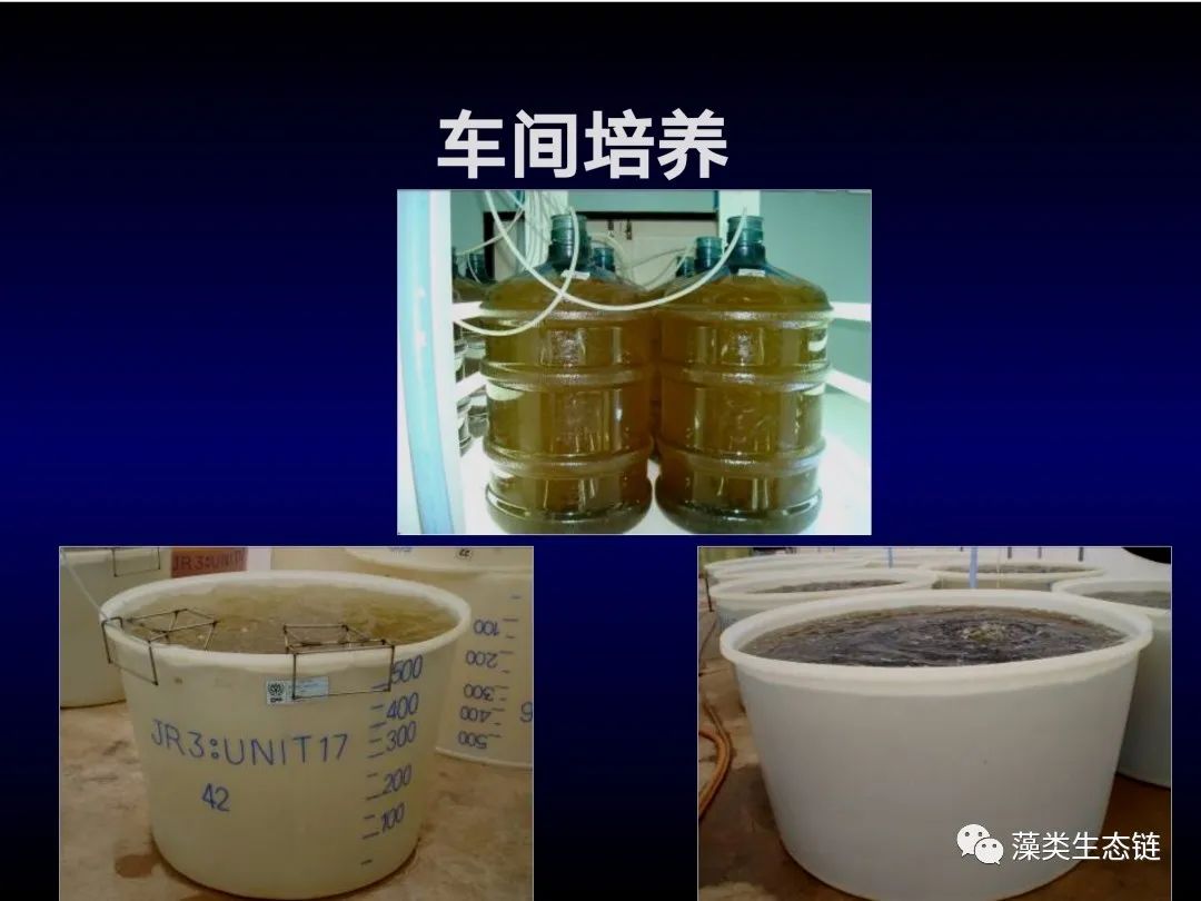 藻类培养课程视频教程,海南藻类生态链